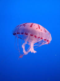 meduse-